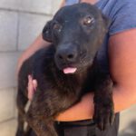 Mischling Hugh, 01/2023, Endgröße ca. 50 cm