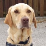 Labrador Retriever Hugo, 11/2017, ca. 68 cm