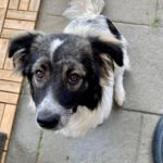 Mischling Ihana, 01/2023, ca. 30 cm, 53359 Rheinbach