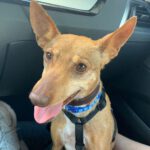 Podenco Julia, 07/2017, ca. 40 cm, 10625 Berlin