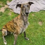 Galgo Keanu, geb. ca. 2019, 73 cm, 34134 Kassel