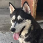 Sibirian Husky Lani, 01/2022, ca. 55 cm