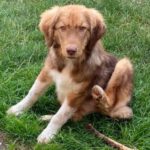 Mischling Lea, 10/2022, ca. 50 cm, 53359 Rheinbach