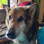 Schäferhund Leonardo, 03/2014, ca. 65 cm, 25541 Brunsbüttel