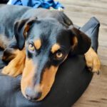 Bodeguero Pinscher Mischling Levi, 10/2022, ca. 45 cm, 06258 Schkopau