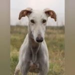 Galgo Lisa, 08/2022, ca. 61 cm