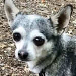 Chihuahua Lobi, 05/2014, ca. 20 cm, 51491 Overath