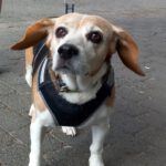 Beagle Lola, 02/2012, ca. 33 cm, 30169 Hannover