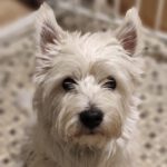 West Highland White Terrier Lussi, 05/2022, ca. 30 cm, 13507 Berlin