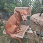 Podenco Maneto Luzi, 11/2011, ca. 35 cm, 67294 Ilbesheim