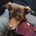 Pinscher Manuela, 05/2020, 30 cm, 12557 Berlin