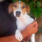 Bodeguero Maria, 01/2021, ca. 40 cm