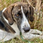 Mischling Marla, 11/2021, ca. 60 cm, 61191 Rosbach vor der Höhe