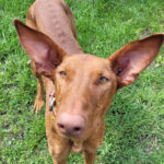 Podenco Canario Max, 65cm, 10.06.2021, 12057 Berlin