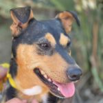 Mischling Mia, 06/2021, ca. 40 cm