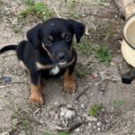 Mischling Mia, 04/2023, ca. 35-40 cm