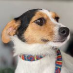 Terrier Mischling Mindy, 12/2022, ca. 30 cm