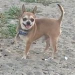 Chihuahua Mogli, 07/2018, ca. 20 cm