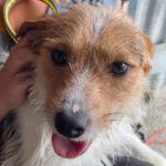 Terrier Mischling Mork, 12/2022, ca. 30 cm