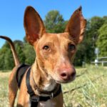 Podenco Nacho, 06/2021, ca. 40 cm, 24943 Flensburg