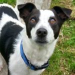 Jack-Russell Mischling Nico, 04/2020, ca. 30cm, 30519 Hannover