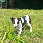 Jack-Russell Mischling Nico, 04/2020, ca. 30cm, 30519 Hannover