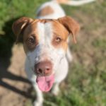 Mischling Noa, 04/2021, ca. 57 cm