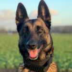Malinois Nola, 11/2019, ca. 55, cm, 5298 AA Liempde (Niederlande)