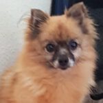 Pomeranian Osi, 03/2013, ca. 25 cm, 64832 Babenhausen