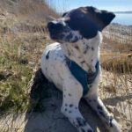 Dalmatiner Mischling Pancho, 06/2016, ca. 50 cm, 01445 Radebeul