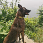 Malinois Ento, 09/2021, ca. 65 cm, 24329 Treufeld