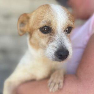 Jack Russell Mischling Pina, 06/2020, ca. 20 cm