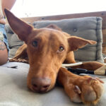 Podenco Rabujito, ca. 11/2021, ca. 40 cm, 34305 Niedenstein