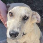 Mischling Rena, 01/2023, Endgröße ca. 55 cm