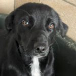 Mischling Rita, 03/2022, ca. 40 cm