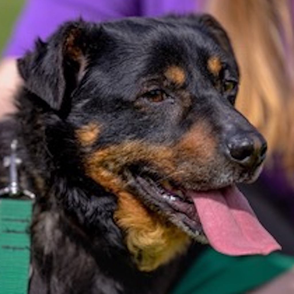 Mischling Tajger, 07/2018, ca. 35 cm