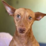 Podenco Maneto Tina, 06/2022, ca. 35cm