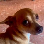 Chihuahua Toby, 07/2016, ca. 23 cm