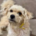 Pudel Malteser Mischling Toby, 06/2014, ca. 30 cm