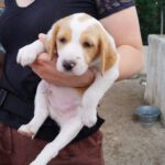 Pointer Mischling Zoe, 04/2023, Endgröße ca. 70 cm