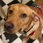 Labrador Mischling Aaron, 05/2022, ca. 50 cm