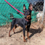 Pinscher Alex, 01.04.2022, 30 cm