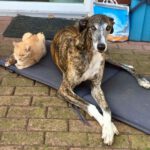 Galgo Alvaro, 01/2017, ca. 70 cm, 48369 Saerbeck