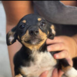 Bodeguero-Pinscher Mischling Amely, ca. 04.2023, ca. 35 – 40 cm