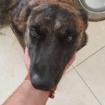 Malinois Mischling Anubis, 07/2022, ca. 65 cm