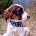 Mischling Arko, 04/2023, Endgröße ca. 50 cm