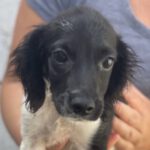 Mischling Ashuna, 04/2023, Endgröße ca. 40 cm