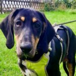 Pointer Bracken Mischling Bolle, 04/2023, Endgröße ca. 60 cm, 53229 Bonn