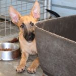 Malinois Mischling Bones, 03/2023, Endgröße ca. 65 cm