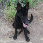 Schäferhund Boris, 12/2022, ca. 65 cm